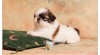 SHIH TZU štěňátka 299933_t.jpg