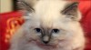 koťátka Ragdoll s PP 300056_t.jpg