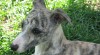 vipet , whippet , malý anglický chrt 300305_t.jpg