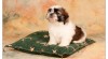 štěňátka SHIH TZU 300593_t.jpg