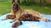 Belgický ovčák malinois - štěňata 300615_t.jpg