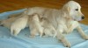 Štěňátka – Zlatý Retriever 301536_t.jpg