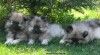 německý špic vlčí , keeshond 301577_t.jpg
