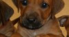 Rhodéský Ridgeback - štěňata s PP 301903_t.jpg