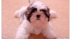 SHIHTZU štěňátka 302820_t.jpg