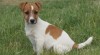 Jack Russell Terier 305757_t.jpg