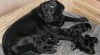 Labrador štěňata s PP 3057_t.jpg
