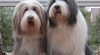 Bearded collie - štěňata 306558_t.jpg