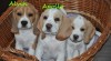 Prodám štěňátka Beagle 307491_t.jpg