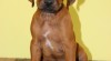 Rhodéský ridgeback - pejsek s PP k odběru 307990_t.jpg