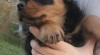 Rottweiler - štěňata s PP 308437_t.jpg