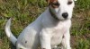 Jack russel teriér - štěňátka s PP 308491_t.jpg