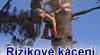 Rizikové kácení ,ořezání stromů 308883_t.jpg