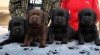 Labrador 30992_t.jpg