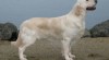 Štěňátka – Zlatý Retriever 310475_t.jpg