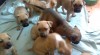 Americky pitbullterier 312056_t.jpg