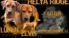Rhodéský ridgeback - štěňátka s PP 315526_t.jpg