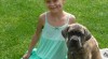 Cane Corso štěnata s PP 315566_t.jpg