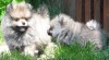 německý špic malý , trpasličí / pomeranian 316290_t.jpg