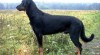 Beauceron - štěňata beaucerona 316619_t.jpg