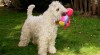 Irish Soft Coated Wheaten Terrier - ŠTĚŇATA 2013 317654_t.jpg