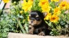 Yorkshire terrier 318037_t.jpg