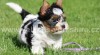 BIEWER Yorkshire terier 318346_t.jpg