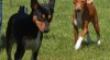 štěňata basenji 319706_t.jpg