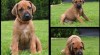 Rhodesian, rhodeský, rodézský ridgeback 320549_t.jpg