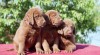 Chesapeake bay retriver(jak hnědý labrador) s PP 320618_t.jpg