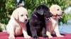 Labrador retriver (černá a žlutá) s PP k odběru 320678_t.jpg