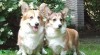 WELSH CORGI PEMBROKE - štěňata 322103_t.jpg