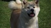 Akita Inu štěňata s PP 322281_t.jpg