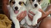 Jack russel teriér - štěňátka s PP 323329_t.jpg