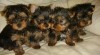 dobře vyškolení Yorkies pro volný přijetí je 323609_t.jpg