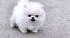 samec a samice Pomeranian štěňátka s vynikající povahou, 323820_t.jpg