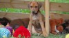 Krásná štěňátka ridgebacků právě k odběru 325144_t.jpg