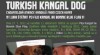 Štěňata anatolského pasteveckého psa k prodeji 325159_t.jpg