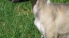 vipet , whippet , malý anglický chrt 325203_t.jpg