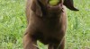 Chesapeake bay retriver (hnědý labrador) s PP - zdraví, kvalita 325569_t.jpg