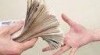 Český investor nabízí finanční služby ve výši 30.000,- až 1.000.000,- 326286_t.jpg
