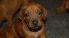 Štěňátka Rhodéského ridgebacka 326690_t.jpg