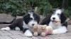 Bearded collie - 2 štěňátka (holčička a kluk) s PP 327343_t.jpg