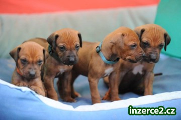 Rhodéský ridgeback - štěňata_1 327969_1.jpg