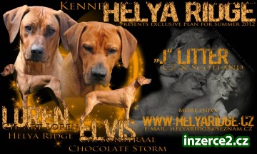 Rhodéský ridgeback - štěňata_2 327969_2.jpg