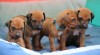 Rhodéský ridgeback - štěňata 327969_t.jpg