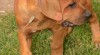 Tosa inu - super cena 328051_t.jpg