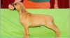 Rhodesian ridgeback 328395_t.jpg