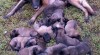 Štěňata BO malinois, pracovní krev 328901_t.jpg