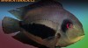 Cichlidy 329243_t.jpg